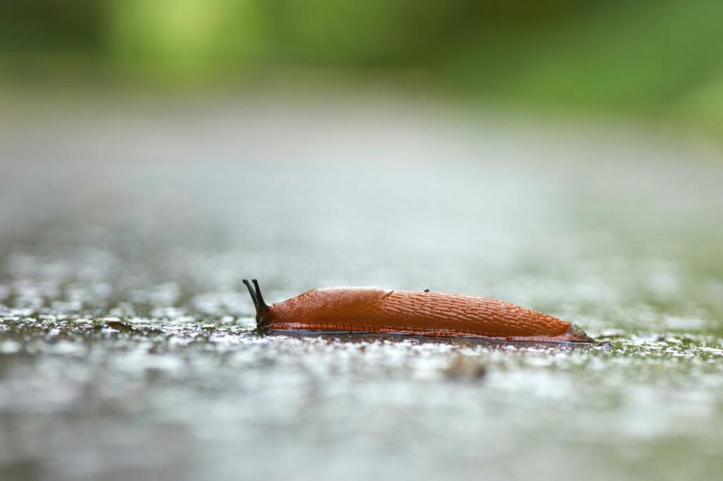 slakken in de tuin bestrijden