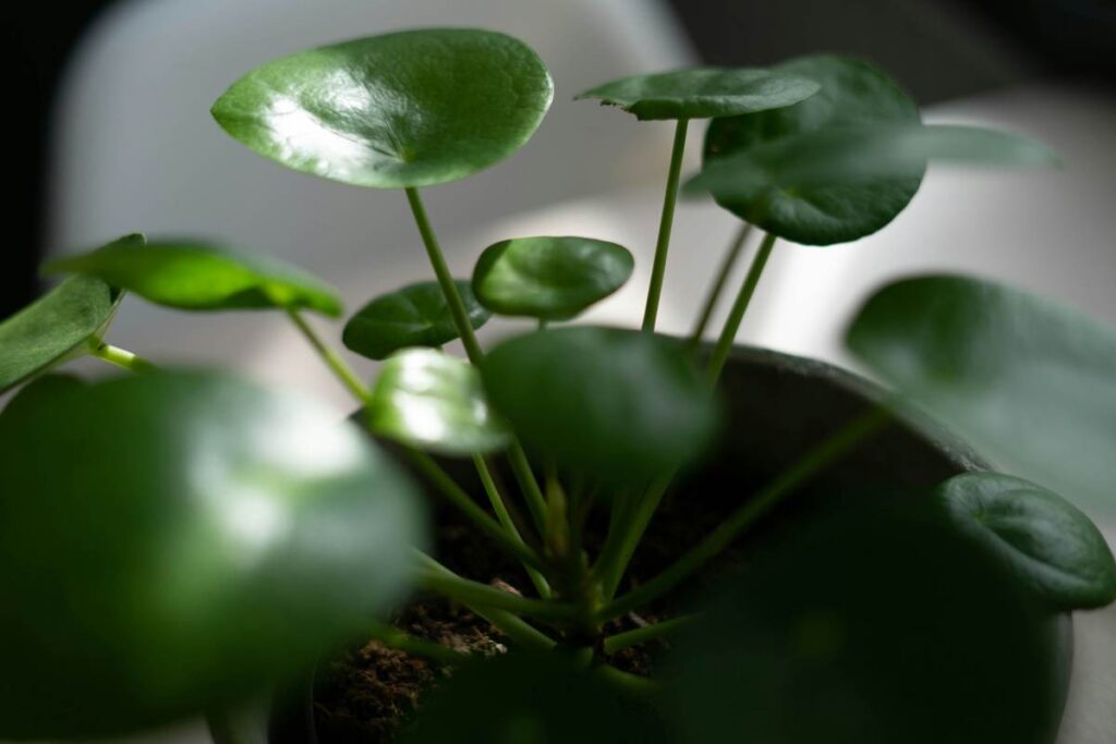 pannekoekenplant tips