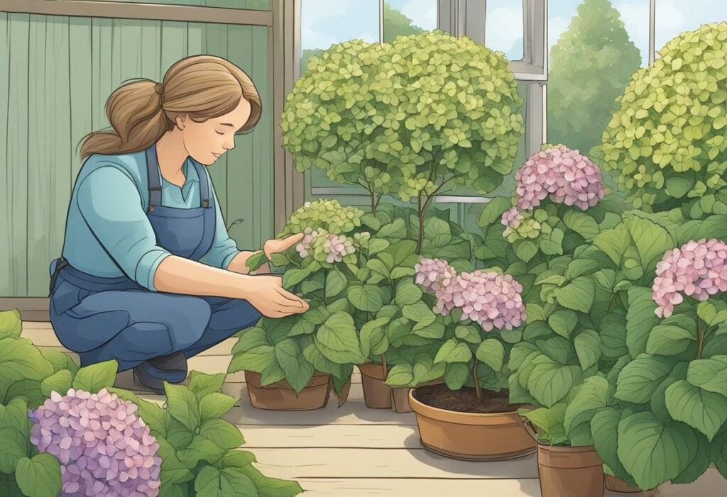 hortensia stekken hoe
