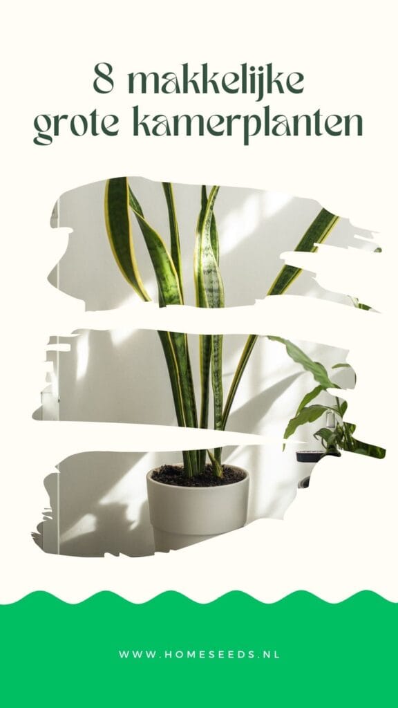 8 makkelijke grote kamerplanten makkelijke grote kamerplanten inspiratie